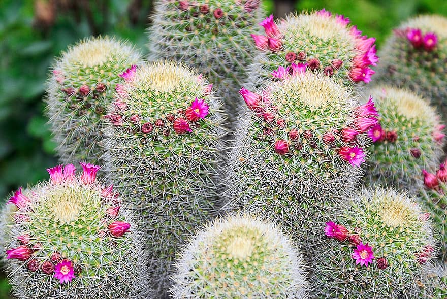 cactus, picchi, succulento, fiorire, fioritura