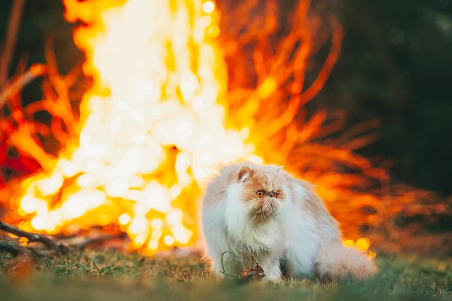 페르시아 고양이, 캠프 불, 뒤뜰, 고양이, 고양이 같은, 일몰, 동물, 착한 애, 모닥불, 불, 야간