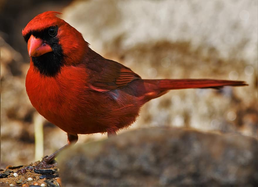 fugl, Redbird, kardinal, sangfugl, dyreliv, nordlige, han-, portræt, aviær, rød