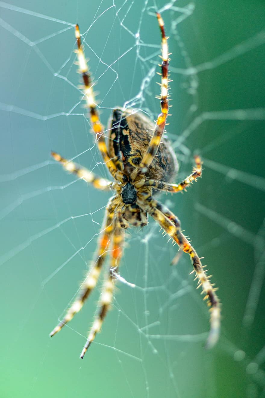 павук, веб, павутиння, садовий павук, araneus, павукоподібні, тварина, павук шовковий, павутина, природи