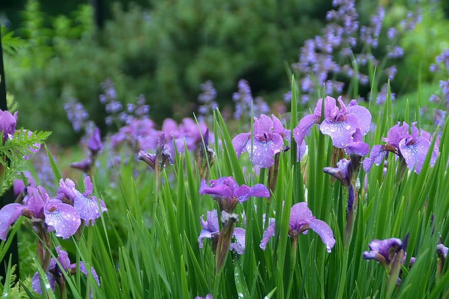 iris, Floraison, fleur, plante, violet, fleurs