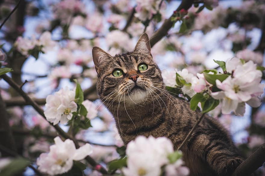 gatto, animale domestico, felino, gattino, fiore, albero, fiorire, carina, all'aperto, gattopardo, natura