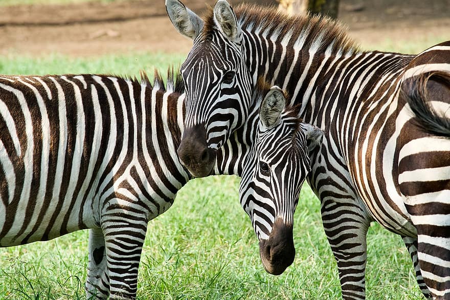 zebra, striber, dyr, stribet, dyreliv, sort
