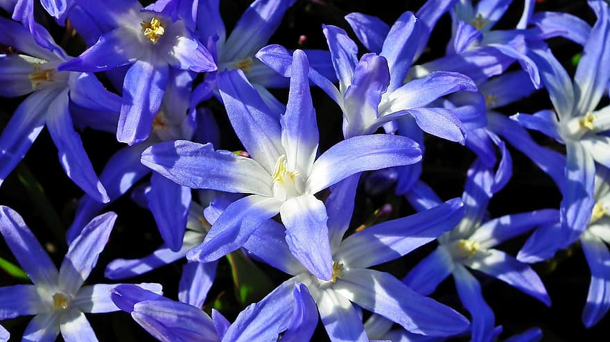 gloria de la nieve, las flores, planta, Flores azules, pétalos, floración, flora, jardín, primavera, naturaleza, de cerca