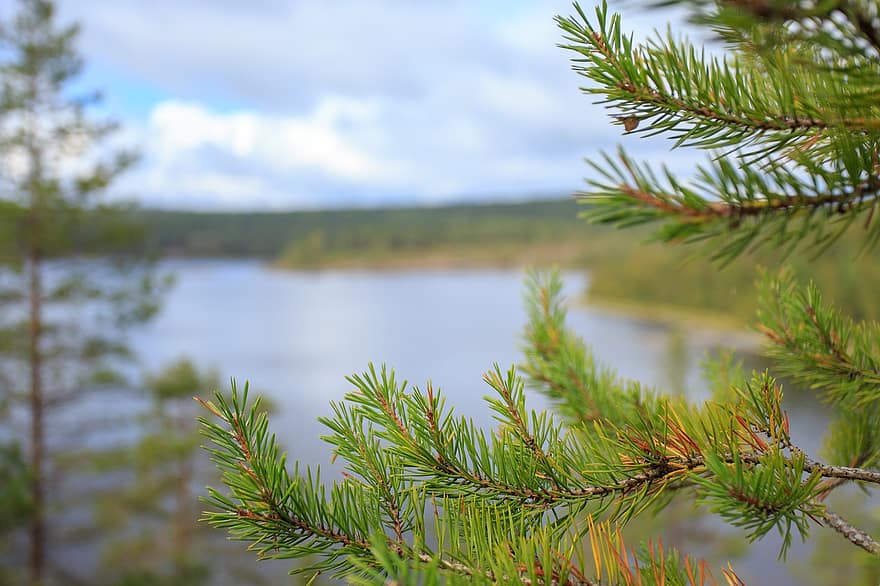 Spruce, Needles, Branch, Leaves, Foliage, Conifer, Evergreen, Tree, Plant, Nature, Lake