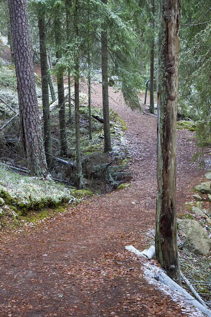 caminho, trilha da floresta, panorama, floresta, madeira, a primeira neve, geada, Sete, árvore, trilha, folha