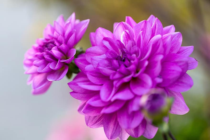 Dahlia, Violetiniai jurginai, violetinės gėlės, fonas, pobūdį