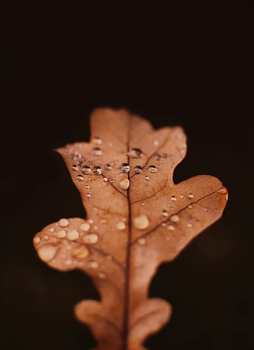 ruduo, lietaus lašai, ąžuolo lapas