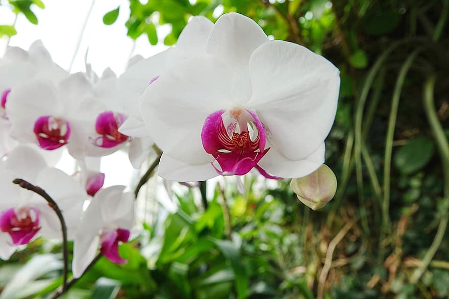 orchideák, fehér, rózsaszín, virágzás, virágzik, szirmok