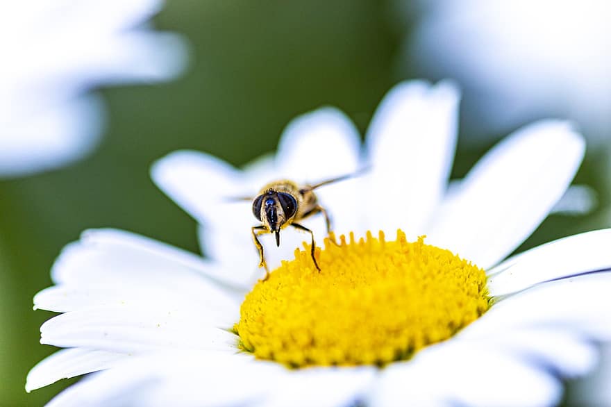 vườn, bông hoa, con ong, ong mật, côn trùng, thú vật, Hoa màu trắng, hoa cúc, hoa, thực vật có hoa, cây cảnh