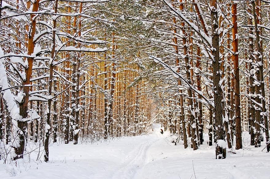 冬、森林、シベリア、風景、自然、雪、松林、木、シーズン、霜、日
