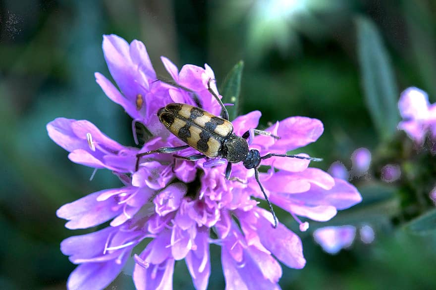 insekt, bille, blomst, pollen, Prato