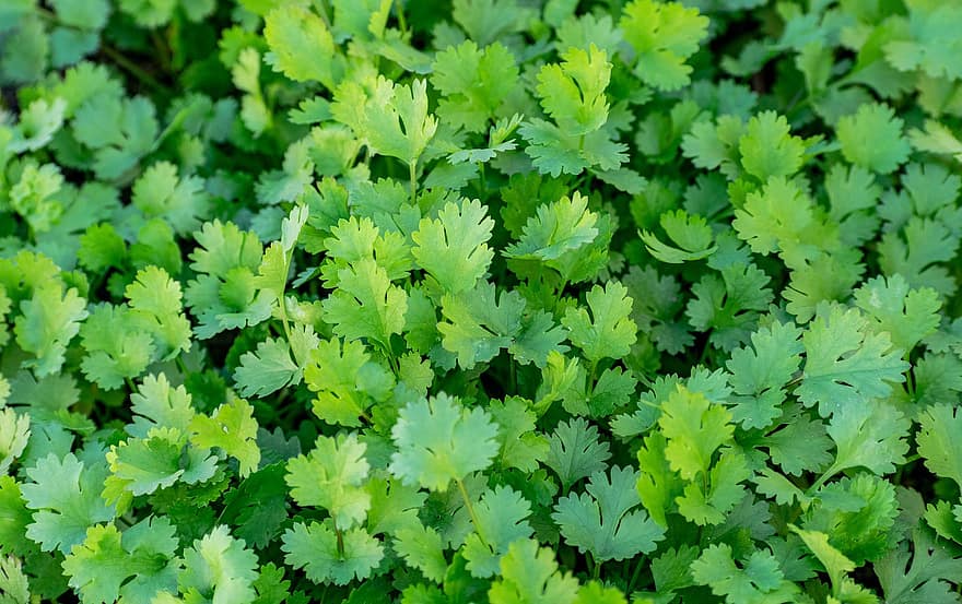 Herb, Coriander, Harvest, Cilantro, Growth, Produce, Ingredient, leaf, plant, green color, summer