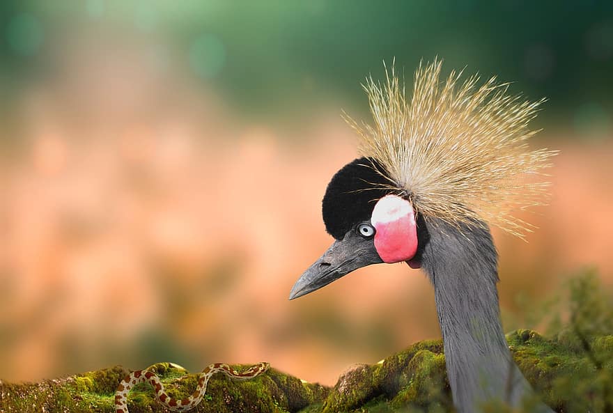 Bird, Crane, Beak, Feathers, Plumage, Crowned, Snake, Prey, Trunk, Tree, Wildlife