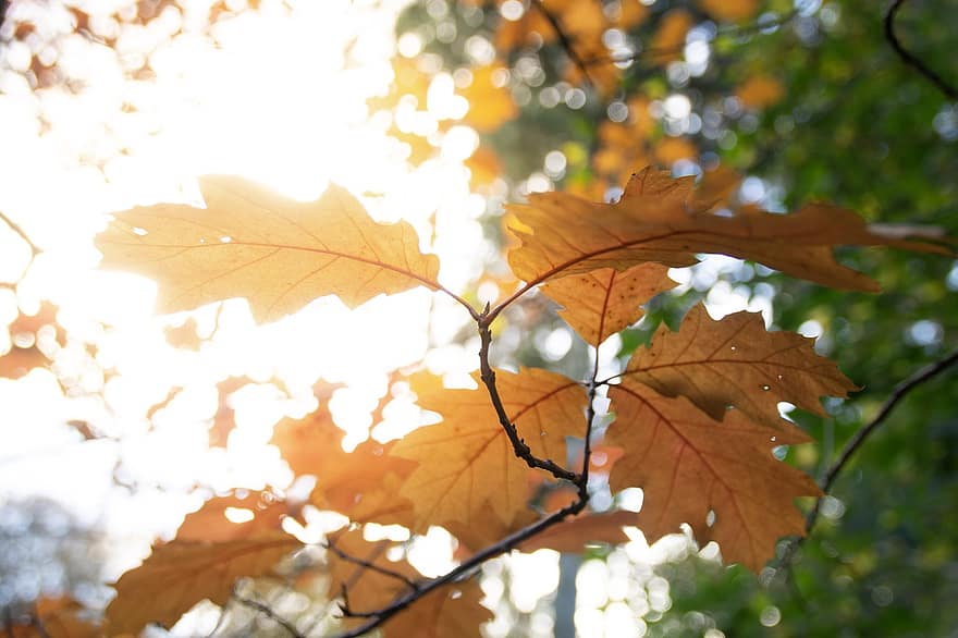 Příroda, listy, podzim, sezóna, les, list, žlutá, strom, zářivé barvy, pozadí, detail