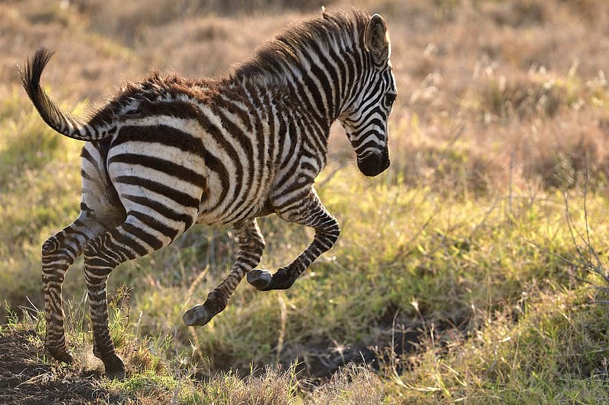 Vanlig zebra, zebra, Lewa Wildlife Conservancy, slätt sebra, djur-, kenya, afrika, vilda djur och växter, däggdjur, natur, djur i det vilda