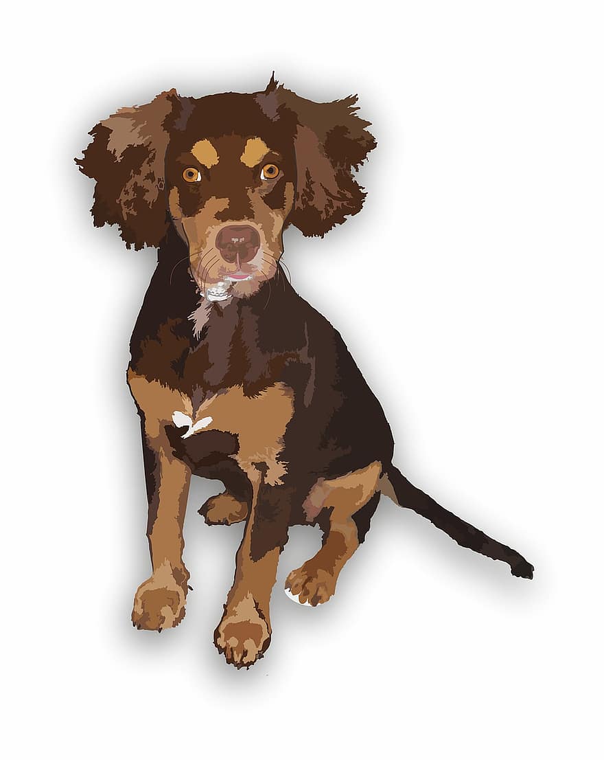hund, brun, dyr, kjæledyr, illustrasjon, design