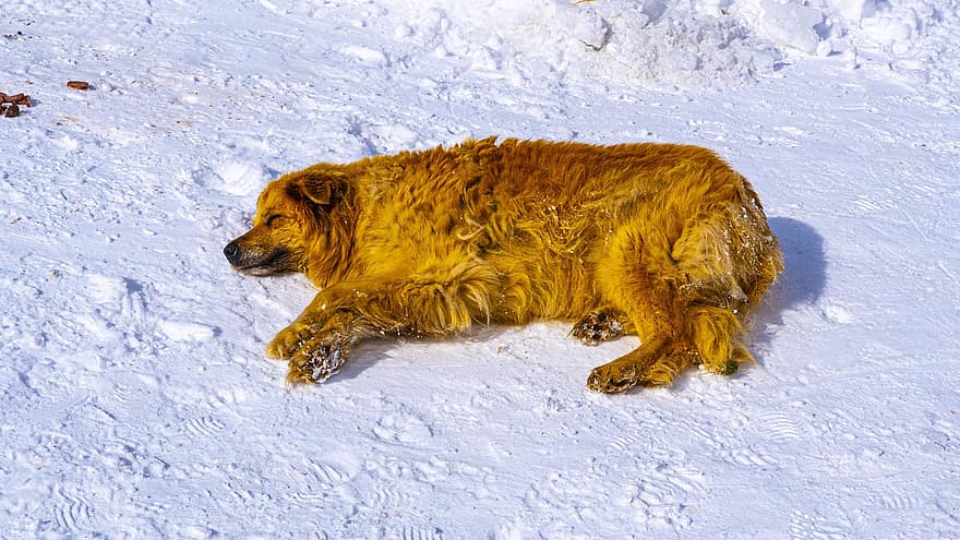 eläin, koira, nisäkäs, lemmikki-, ystävä, koiran-, rentoutuminen, nukkua, talvi-, lumi, lemmikit