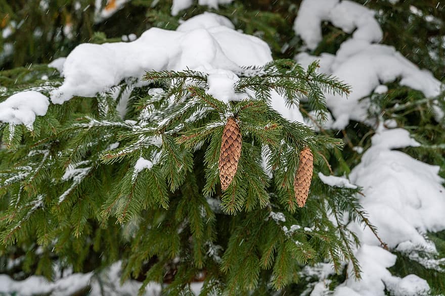 vinter, frost, gran, grannåle, natur, Skov, træ, sne, nåletræ, sæson, afdeling