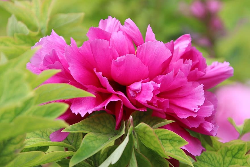 пион, цветок, розовый цветок, лепестки, розовые лепестки, цветение, цвести, Флора, ботаника, сад, природа