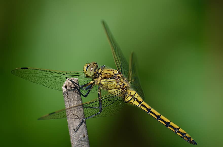 Dragonfly, Insect, Wings, Dragonfly Wings, Winged Insect, Odonata, Anisoptera, Close Up, Macro, Biology, Animal World