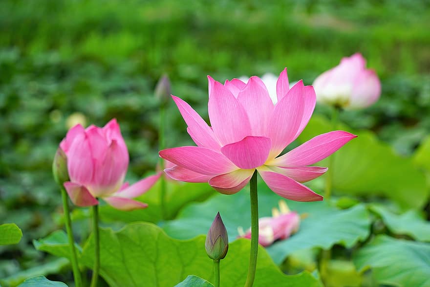 Lotus, Teich, Blume, Natur, Wasserlilien, Pflanzen, Rosa, Sommer-, Grün