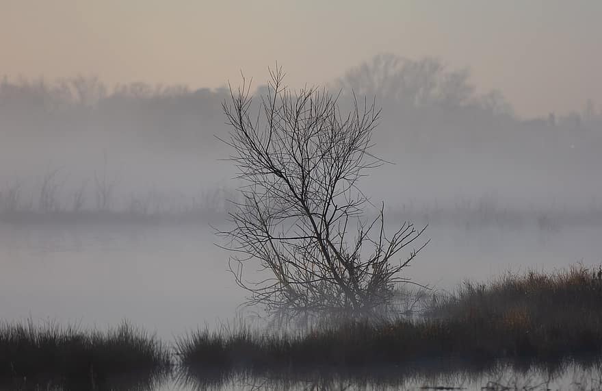 Riverbank, Fog, Mist, Sunrise, Grass, Misty, Haze, Outdoors, Morning, Country, Rural