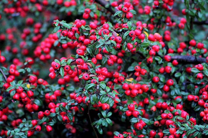 Berries, Winter, Nature, Bush, leaf, close-up, plant, freshness, branch, fruit, green color