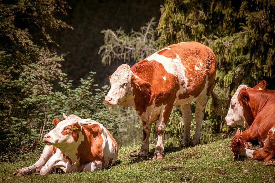 Kühe, das Vieh, Tiere, Fleckvieh, Schweizer Fleckvieh-Rinder, Vieh, Säugetier, Bauernhof, Weide, Gras