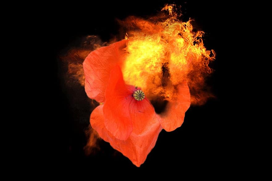 Poppy, Red Poppy, Fiery Flower, Flame, Flower, Fire, Red Flower, Combustion