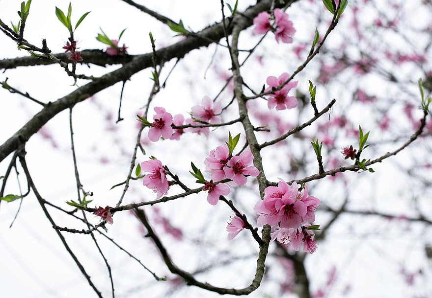 Tree, Spring, Flowers, Bloom, Blossom, Nature, Branch, Blooming, Garden