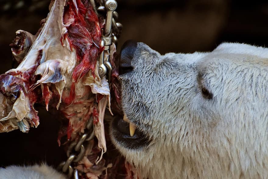 Polar Bear, Feeding, Meat, Eat, Zoo, Animal Feeding, Bait, Fresh Meat, Predator Feeding, Enclosure, Animal