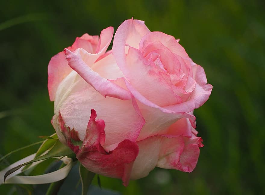 цвете, роза, бяло - розово, цвят, разцвет, природа, флора, едър план, венчелистче, растение, цветна глава