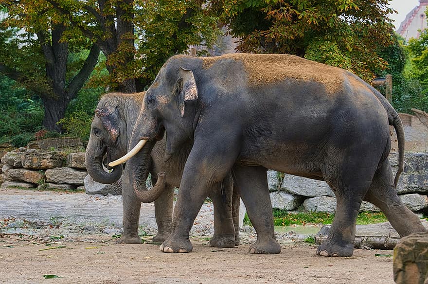 ελέφαντες, των ζώων, μοσχάρι, οικογένεια, pachyderms, μεγάλα ζώα, Μεγάλα θηλαστικά, Αφρική, θηλαστικά, φύση, σαφάρι