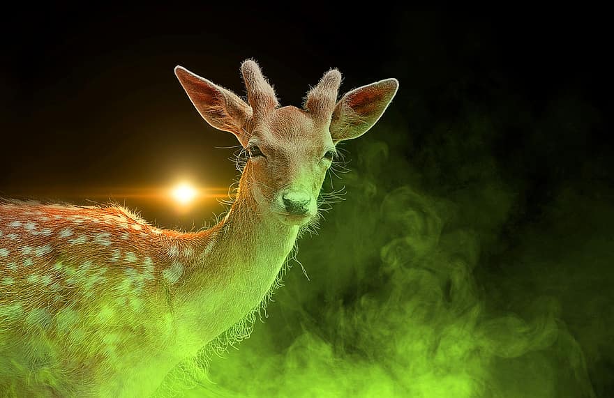Deer, Animal, Mammal, Wild, Smoke, Effect, Digital Art, Fantasy, Dream Art