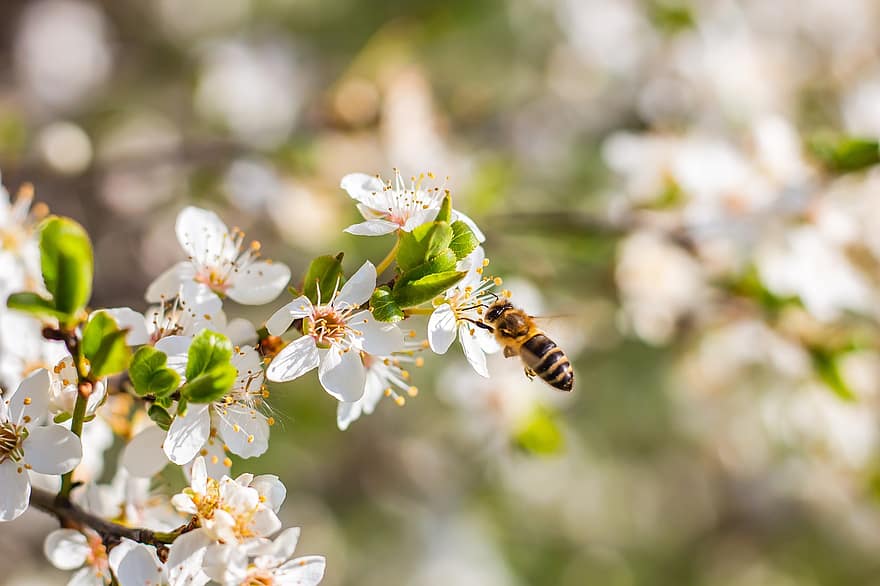 abeille, fleurs, pétales, pollinisation, bourgeons, insectes, bogues, arbre en fleurs, branche en fleurs, Floraison, printemps