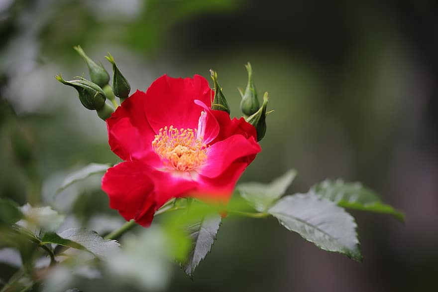Rosa, Rosa roja, flor roja, flor, primavera, jardín, de cerca, planta, hoja, verano, pétalo