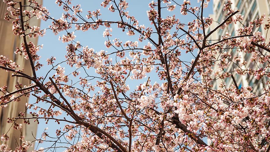 цветок, вишня в цвету, природа, Республика Корея, апартаменты, ветка, дерево, время года, весна, цвести, лист