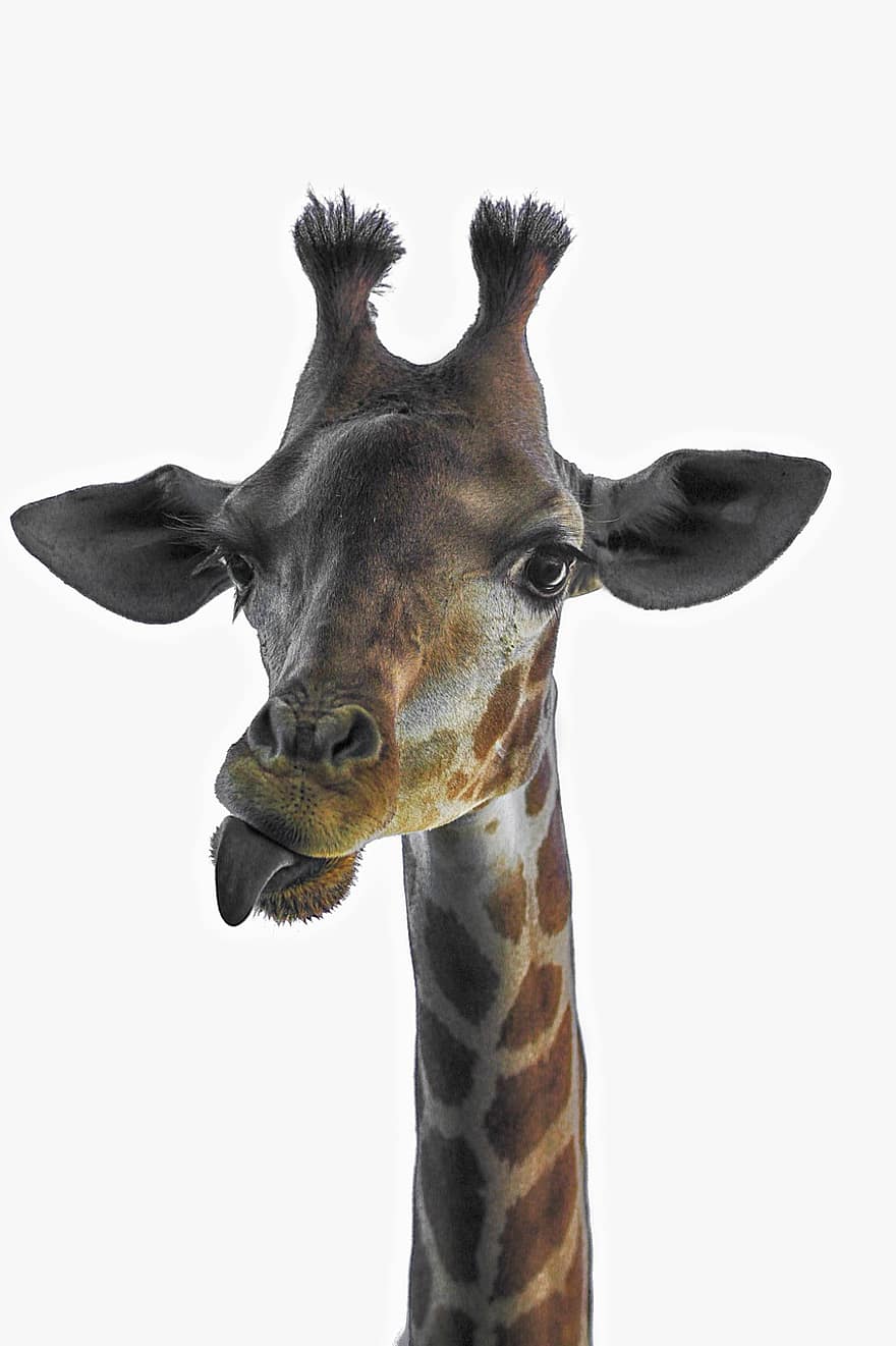 žirafa, gyvūnas, žinduolių, Afrika, savana, safari, kaklas, galva, portretas, išraiška, intensyvus
