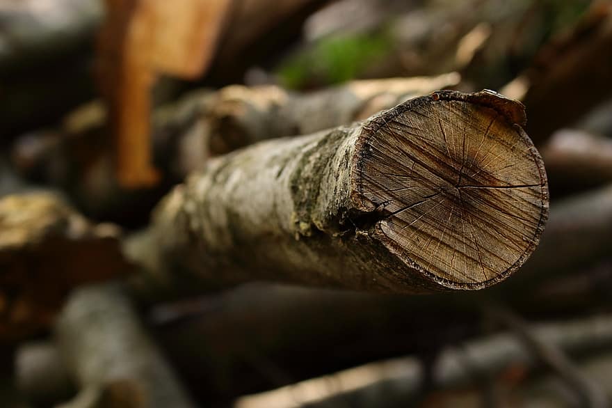 bois, bûche, arbre, tronc, forêt, la nature, tronc d'arbre, bois de chauffage, fermer, industrie du bois, tas de bois