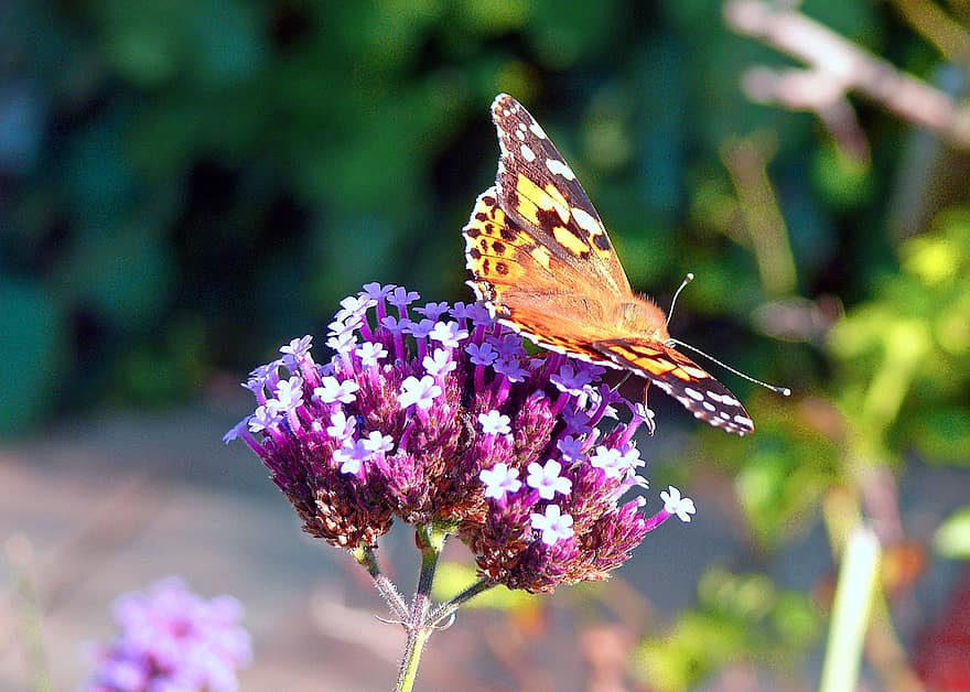 Butterfly, Insect, Wings, Painted Lady Butterfly, Nature, Color, Flowers, Orange