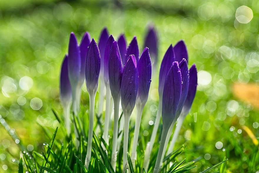 スノードロップ、クロッカス、春、春の兆候、早咲き、フローラ、花、咲く、マクロ、閉じる、工場