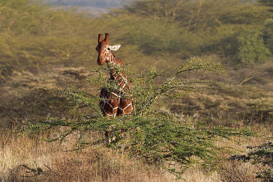 síťovaná žirafa, zvíře, savec, somálská žirafa, Žirafa Reticulata, divoké zvíře, volně žijících živočichů, fauna, divočina, Příroda, lewa