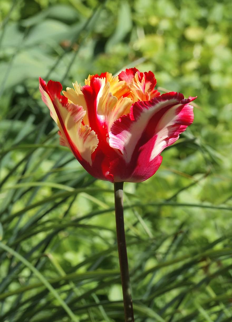 tulipes frisées, fleur, Bourgogne, Couleur, fantaisie, jardin