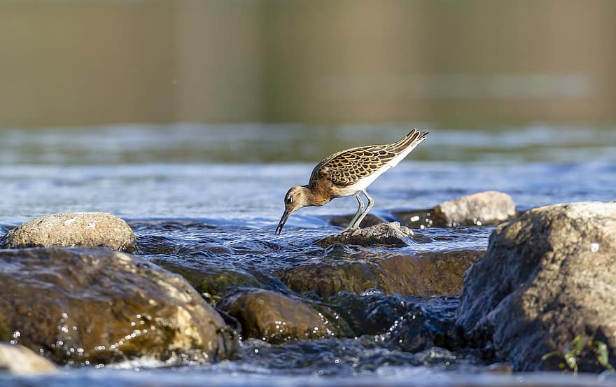 Bird, Wader, River, Huittinen, animals in the wild, water, beak, feather, bird watching, close-up, seagull