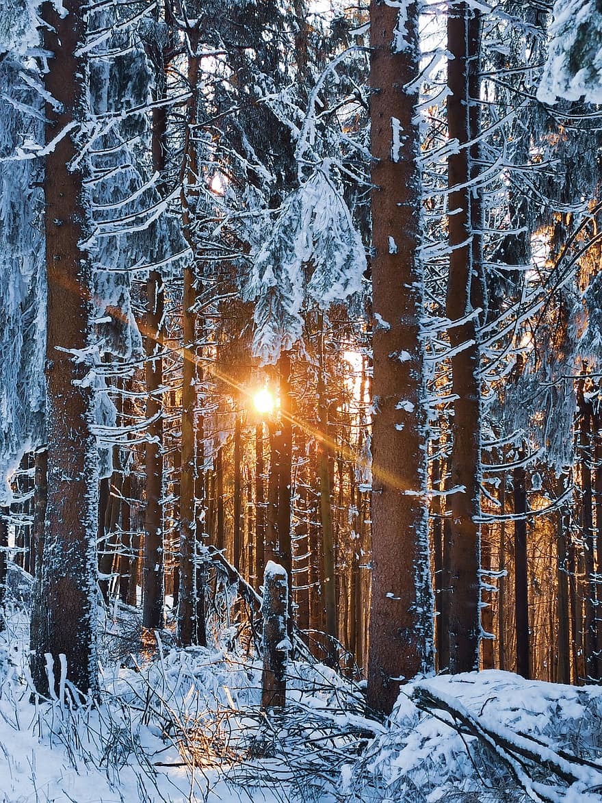 iarnă, pădure, apus de soare, soare, lumina soarelui, copaci, îngheţ, îngheţat, zăpadă, rece, pustie