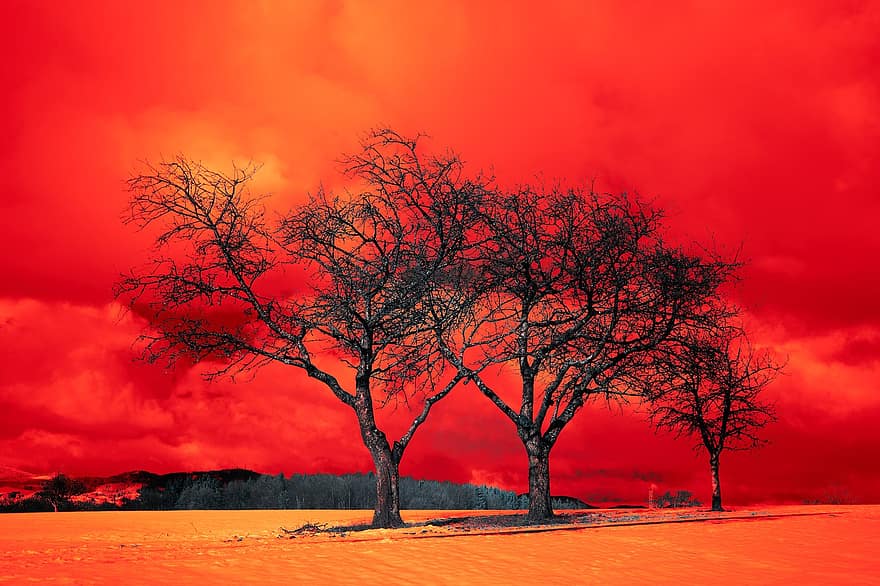나무, 들, 붉은 하늘, 구름, 목초지, 경치