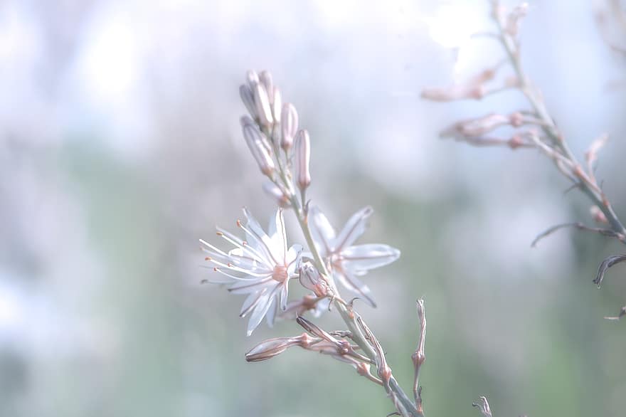 Flowers, Wildflowers, Bloom, Blossom, Floriculture, Horticulture, Botany, Flora, Nature, Plant, Bokeh