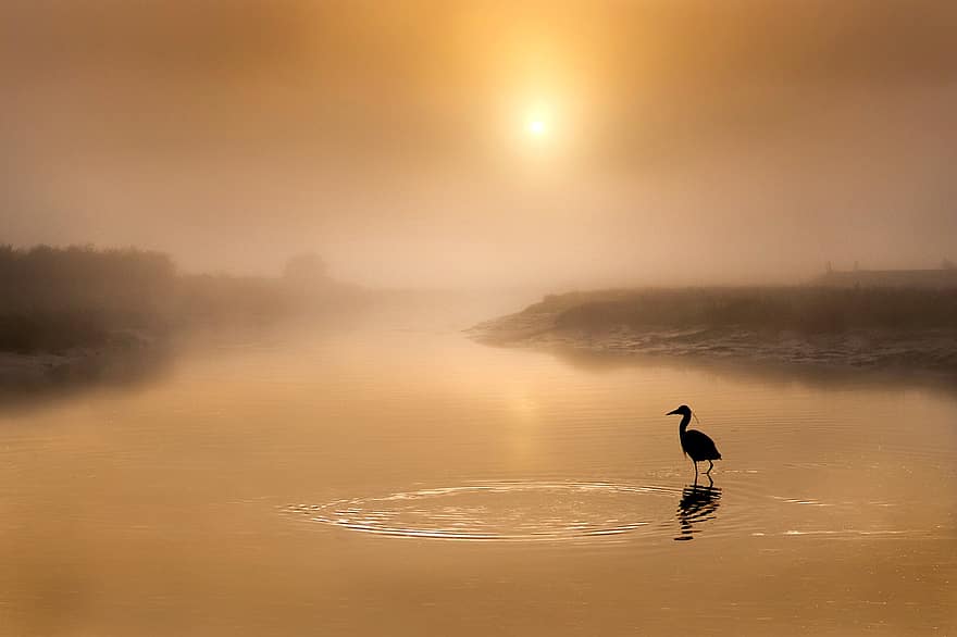 Grey Heron, River, Silhouette, Sun, Sunlight, Fog, Mist, Reflection, Water, Bird, Wader
