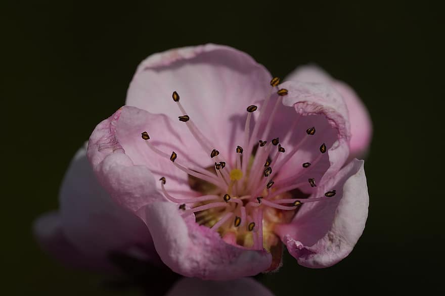 цветение персика, розовый цветок, цветок, природа, весна, цвести